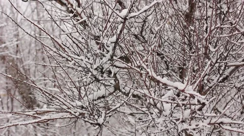 Snow falling in forest Stock Footage 56403094