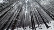 Snow Falling In Forest Stock Footage