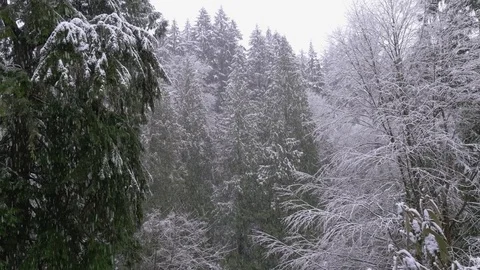 Snow Falling on a Forest Stock Footage 70382940