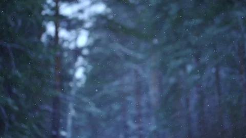 Snow falling in a forest Stock Footage 71942468