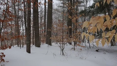 Snow falling in a forest Stock Footage 73025854