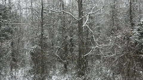 Snow Falling in Forest Stock Footage 79720491