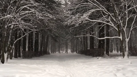 Snow falling in forest Stock Footage 88078819