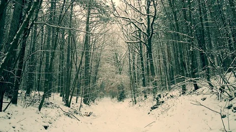 Snow falling in the forest Stock Footage 100429170