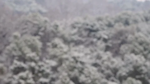 Snow falling in the forest Stock Footage 103766258