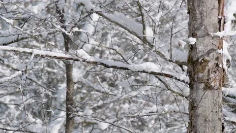 Snow falling in the forest Stock Footage 105187950