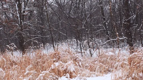 Snow falling in a forest Stock Footage 108570739
