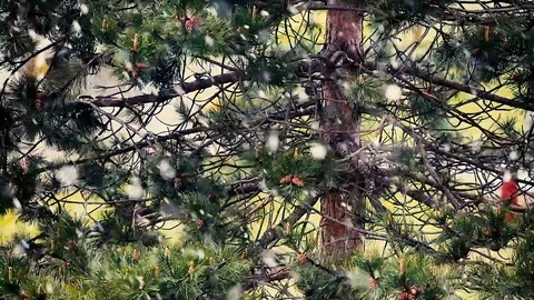 Snow falling in the forest Stock Footage 114386687
