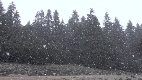 Snow falling in the forest Video stock 134158062