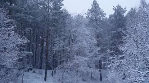 Snow falling in the forest Stock Footage 146800497