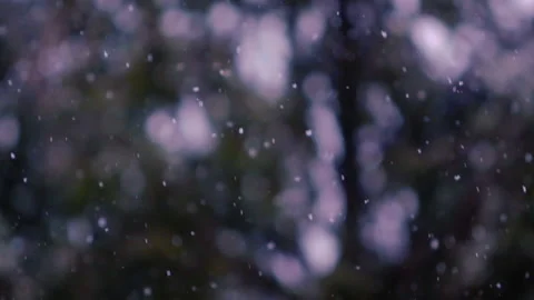 Snow falling in the forest Stock Footage 148160362