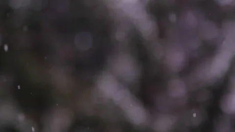 Snow falling in the forest Stock Footage 148228386