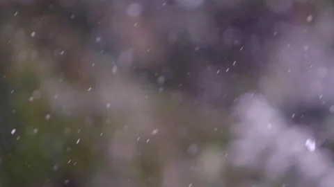 Snow falling in the forest Stock Footage 148232051