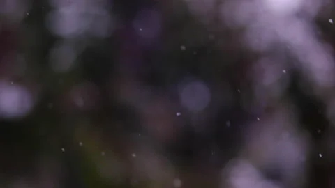 Snow falling in the forest Stock Footage 148233513