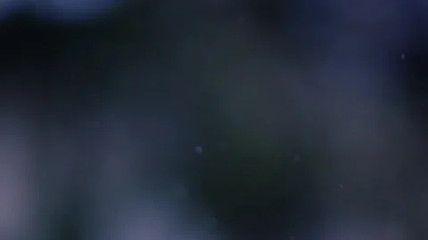 Snow falling in the forest Stock Footage 148233897