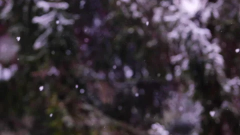 Snow falling in the forest Stock Footage 148234070