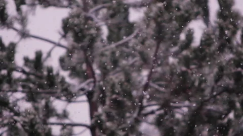 Snow falling in the forest Stock Footage 148235171