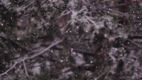 Snow falling in the forest Stock Footage 148235207