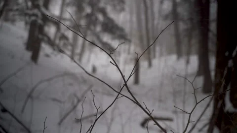 Snow falling in a forest Stock Footage 149895306