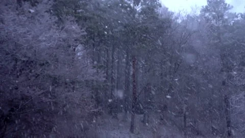 Snow falling in the forest Stock Footage 168905725
