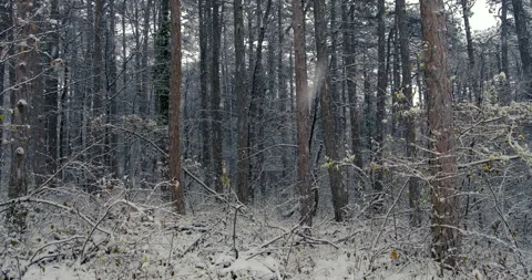 Snow falling in the forest Stock Footage 257351491