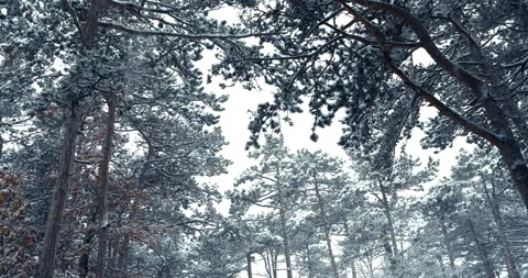 Snow falling in the forest Stock Footage 257356882