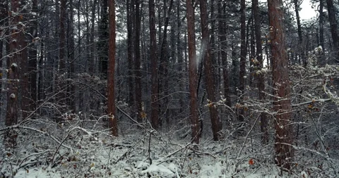 Snow falling in the forest Stock Footage 257356893
