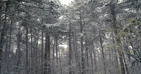 Snow falling in the forest Stock Footage 257359762
