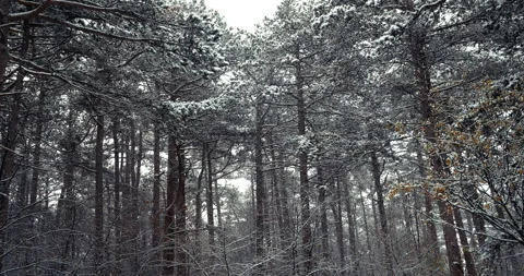 Snow falling in the forest Stock Footage 257359805