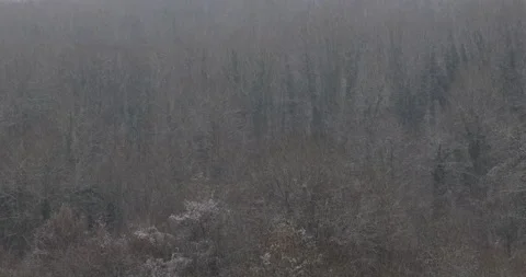 Snow falling in the forest. forest landscape in winter Stock Footage 315534624