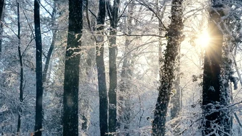 Snow falling in a forest in front of the gold sun Stock Footage 165395115