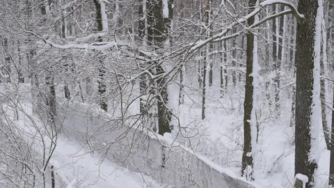 Snow falling in forest with narrow road on white background Stock Footage 87528522
