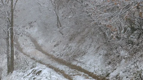 Snow falling in forest with a narrow  road Stock Footage 99082101
