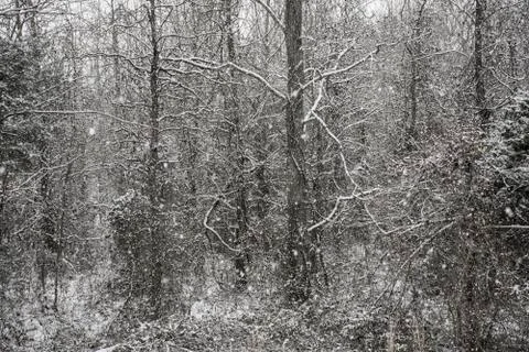 Snow falling in forest Stock Photos