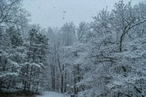 Snow falling in the forest Stock Photos