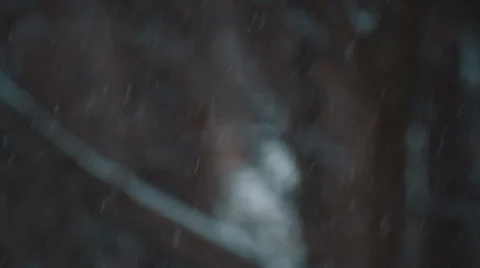 Snow Falling in Forest, Rack Focus Stock-Footage 34365497