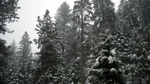 Snow Falling in a Forest Seamless Loop 2 Stock Footage 36047894