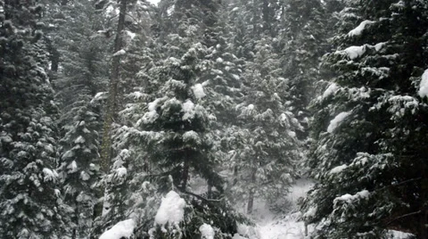 Snow Falling in a Forest Seamless Loop Stock Footage 36195130