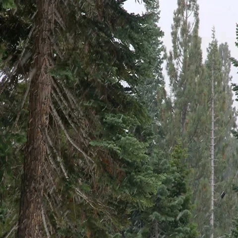 Snow Falling in Forest in Slow Motion Stock Footage 69694007