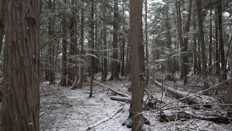 Snow falling in the forest slow motion Stock Footage 88003841