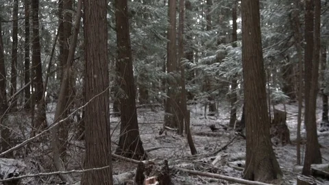 Snow falling in the forest slow motion Stock Footage 88004775