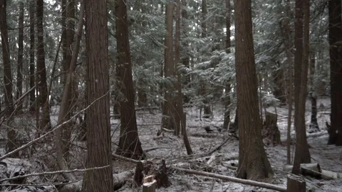 Snow falling in the forest slow motion Stock Footage 88004803