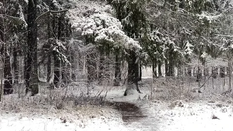 Snow falling in the forest. Slow motion. Static shot Video stock 122040139
