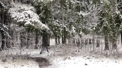 Snow falling in the forest. Slow motion. Panoramic view Video stock 122040144