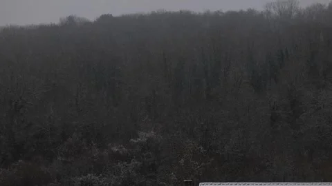 Snow falling in the forest. snow falling in slow motion Stock Footage 316968424