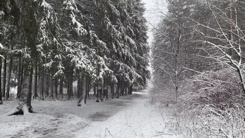 Snow falling in the forest. Static shot Video stock 122039903