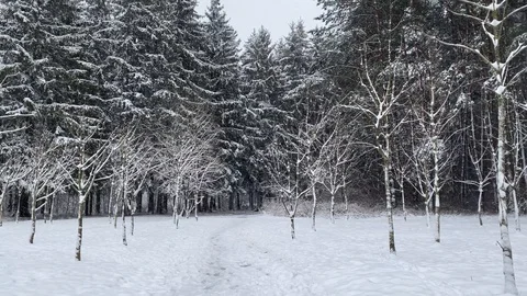 Snow falling in the forest. Static shot Video stock 122039918