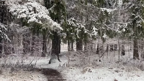 Snow falling in the forest. Static shot Video stock 122039920
