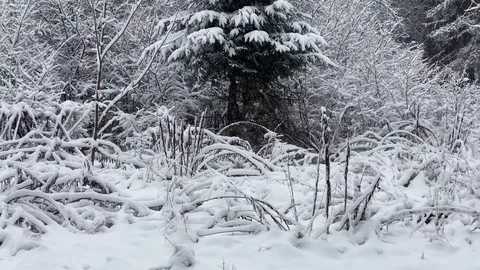 Snow falling in the forest. Static shot Video stock 122039929