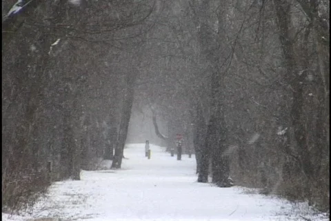 Snow Falling on Forest Trail 1 Stock Footage 298362